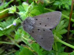 Attēlu rezultāti vaicājumam “Diaphora mendica”