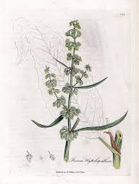 Attēlu rezultāti vaicājumam “Rumex hydrolapathum”