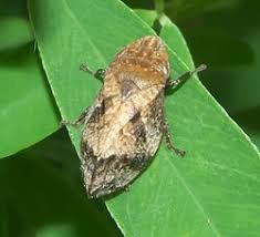 Attēlu rezultāti vaicājumam “Lepyronia coleoptrata”