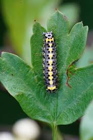 Attēlu rezultāti vaicājumam “Diloba caeruleocephala larva”