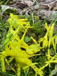 Attēlu rezultāti vaicājumam “Badhamia lilacina”