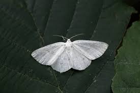 Attēlu rezultāti vaicājumam “Cabera pusaria”