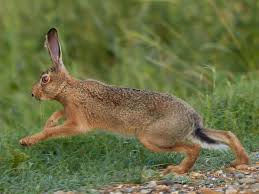 Attēlu rezultāti vaicājumam “Lepus europaeus”