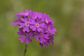 Attēlu rezultāti vaicājumam “Primula farinosa bud”
