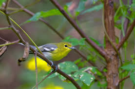 Image result for Vireo flavifrons