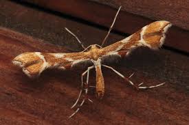 Attēlu rezultāti vaicājumam “Cnaemidophorus rhododactyla”