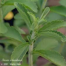 Image result for Stevia rebaudiana