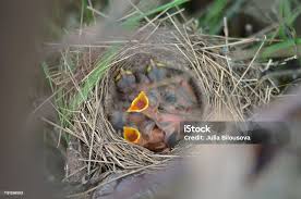 Attēlu rezultāti vaicājumam “Turdus philomelos nest”