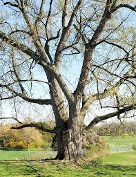 Attēlu rezultāti vaicājumam “Acer saccharinum”