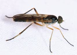 Attēlu rezultāti vaicājumam “Xylophagidae”