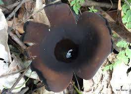 Attēlu rezultāti vaicājumam “Urnula craterium”