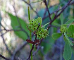 Attēlu rezultāti vaicājumam “Myrica gale bud”