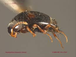 Attēlu rezultāti vaicājumam “Sepedophilus sp.”