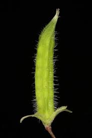 Attēlu rezultāti vaicājumam “Oxalis corniculata fruit”