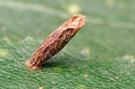 Attēlu rezultāti vaicājumam “Coleophoridae”