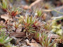 Attēlu rezultāti vaicājumam “Polytrichum piliferum”