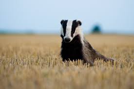 Attēlu rezultāti vaicājumam “Meles meles”