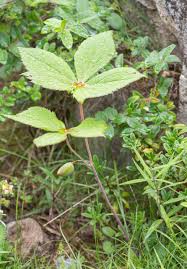 Attēlu rezultāti vaicājumam “Podophyllum hexandrum”