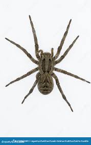 Attēlu rezultāti vaicājumam “Lycosidae”