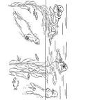 Otter coloring page