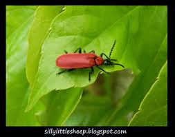 Attēlu rezultāti vaicājumam “Pyrochroa coccinea”