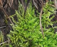 Attēlu rezultāti vaicājumam “Eurhynchium hians”