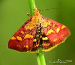 Attēlu rezultāti vaicājumam “Pyrausta purpuralis”