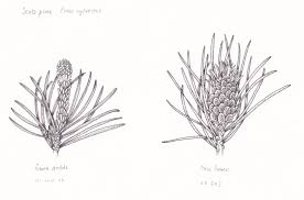 Attēlu rezultāti vaicājumam “Pinus sylvestris female flower”