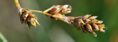 Attēlu rezultāti vaicājumam “Carex diandra fruit”