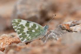 Attēlu rezultāti vaicājumam “Pontia edusa underside”