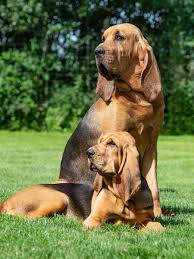 Image result for Carlisle BloodHounds