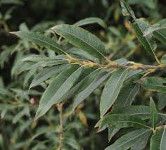 Attēlu rezultāti vaicājumam “Salix Vetrix”