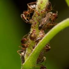 Attēlu rezultāti vaicājumam “Chaitophorus populeti”