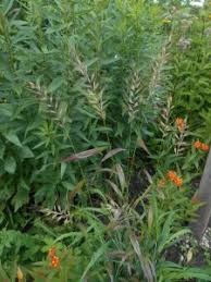 Attēlu rezultāti vaicājumam “Pulsatilla patens bud”