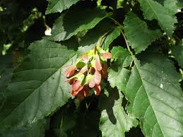 Attēlu rezultāti vaicājumam “Acer tataricum leaf”
