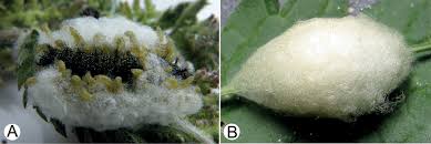 Attēlu rezultāti vaicājumam “Anarta myrtilli larva”