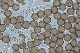 Attēlu rezultāti vaicājumam “Badhamiopsis ainoae spores”