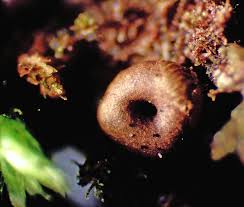 Attēlu rezultāti vaicājumam “Ophiotheca chrysosperma macro”