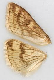 Attēlu rezultāti vaicājumam “Sitochroa verticalis”