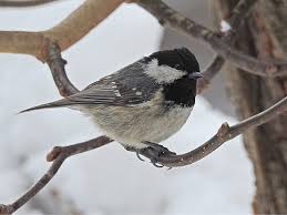 Attēlu rezultāti vaicājumam “Periparus ater adult”