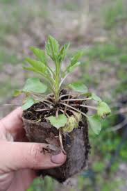 Image result for Campanula americana
