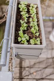 Image result for Radieschen