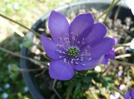 Attēlu rezultāti vaicājumam “Hepatica nobilis”
