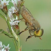 Attēlu rezultāti vaicājumam “Atylotus sp.”