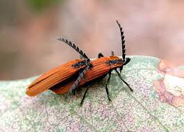 Attēlu rezultāti vaicājumam “Lycidae”