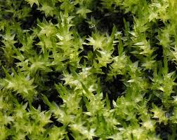 Attēlu rezultāti vaicājumam “Calliergon megalophyllum”