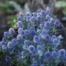 Image result for Edeldistel