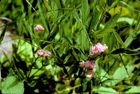 Attēlu rezultāti vaicājumam “Lathyrus sylvestris bud”