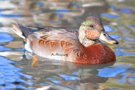 Attēlu rezultāti vaicājumam “Anas platyrhynchos juvenile”