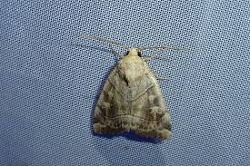 Attēlu rezultāti vaicājumam “Cosmia trapezina”